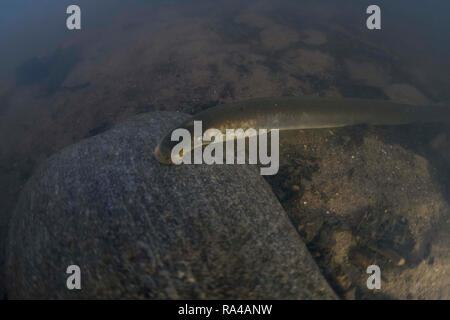 Flussneunauge Lampetra fluviatilis, Erwachsene, saugen an einem Felsen, Yorkshire Ouse, November Stockfoto