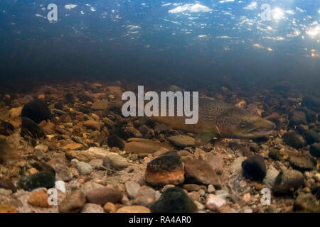 Atlantischer Lachs, Salmo salar, adukt männlichen auf Redd (Nest) während der Brutzeit, November, Fluss livet, cairngorms, Stockfoto