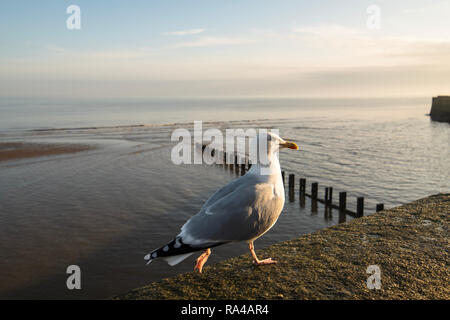 Seagull entlang einer Wand Stockfoto