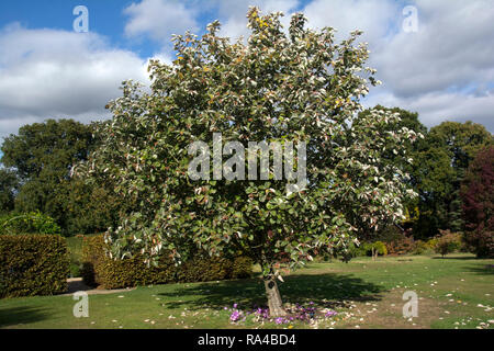 SURREY; WISLEY RHS Garden; WHITEBEAM; SORBUS THIBETICA JOHN MITCHELL Stockfoto