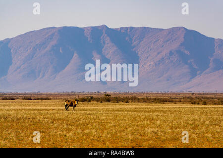 Oryx auf einer Ebene in Namibia Wüste Berge Stockfoto