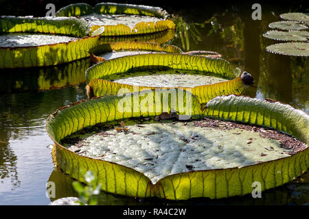 Eine Reihe von riesigen Seerosen schwimmen auf einem Zierteich Stockfoto