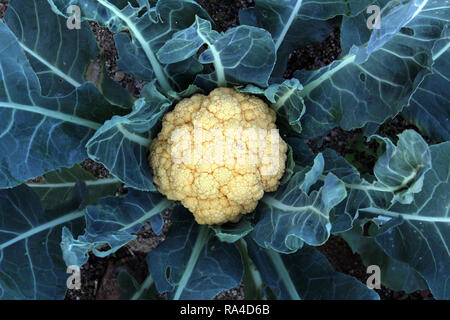 Blumenkohl wachsen in organischen Gemüsegarten Stockfoto