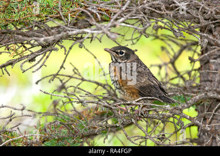 Juvenile amerikanischen Robin (Turdus migratorius), Jasper National Park, Rocky Mountains, Alberta, Kanada Stockfoto