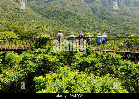 Besucher auf der boomslang Canopy Walkway in Kirsenbosch Nationalen Botanischen Garten in Kapstadt, Western Cape, Südafrika. Stockfoto