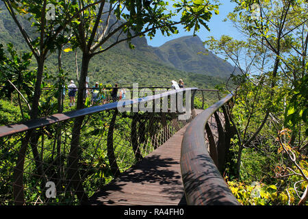 Besucher auf der boomslang Canopy Walkway in Kirstenbosch National Botanical Garden in Kapstadt, Western Cape, Südafrika. Stockfoto