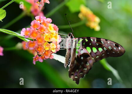 Ein tailed Jay Schmetterling landet in die Gärten. Stockfoto