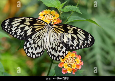 Große weiße Baum Nymphe Schmetterling ernährt sich von Nektar in den Gärten. Stockfoto