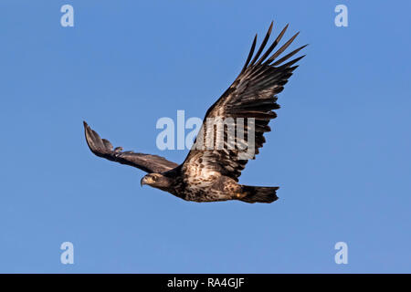 Vogel juvenile Weißkopfseeadler an einem Kalifornien Lake Stockfoto