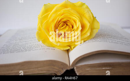 Rose Buch Stockfoto