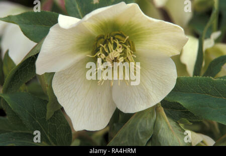 NAHAUFNAHME VON HELLEBORUS ORIENTALIS (AUCH BEKANNT ALS WINTERROSE, FASTENROSE ODER ORIENTALER HELLEBARO) AUSTRALIEN. Stockfoto