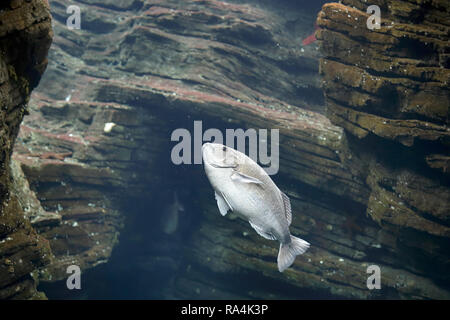 Schwimmen Fische mit interessanten uw-Licht. Aquarium Foto. Stockfoto