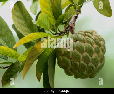 Custard Apple Obst Stockfoto