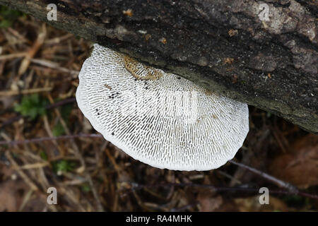 Dünnwandige Labyrinth polypore, auch genannt das Erröten Halterung, Daedaleopsis confragosa Stockfoto