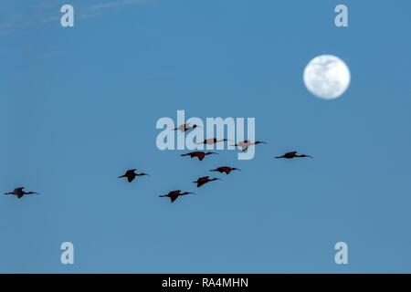 Große Herde von Scarlet Ibis Eudocimus ruber wieder in Ruhe schlafen Bäume in Abend. blauer Himmel mit Mond im Hintergrund während der Dämmerung, Trinidad, Ca Stockfoto