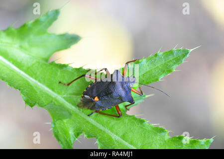 Wald Bug oder Red-legged shieldbug, Pentatoma rufipes Stockfoto