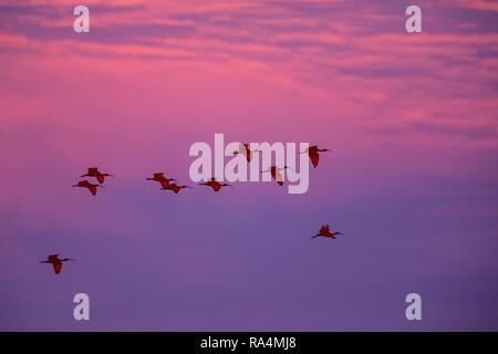 Große Herde von Scarlet Ibis Eudocimus ruber wieder in Ruhe schlafen Bäume in Abend. Rosa und blauen Himmel im Hintergrund während der Dämmerung, Trinidad, Auto Stockfoto