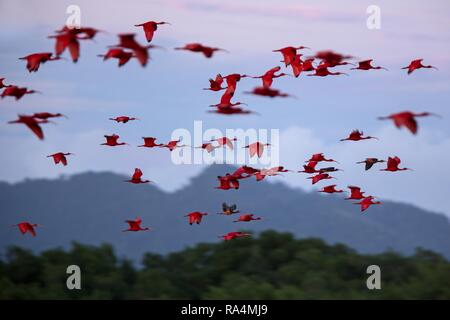 Große Herde von Scarlet Ibis Eudocimus ruber wieder in Ruhe schlafen Bäume in Abend. Berge im Hintergrund, Trinidad, Caroni Swamp, exotische Va Stockfoto