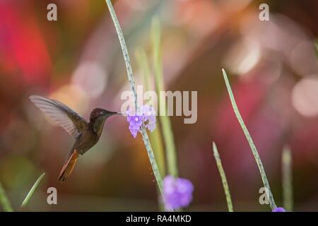 Ruby Topaz (Chrysolampis mosquitus) Neben violette Blume, Vogel im Flug schweben, Karibik Trinidad und Tobago, natürlicher Lebensraum, Kolibri mit Re Stockfoto