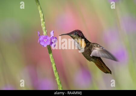 Ruby Topaz (Chrysolampis mosquitus) Neben violette Blume, Vogel im Flug schweben, Karibik Trinidad und Tobago, natürlicher Lebensraum, Kolibri mit Re Stockfoto