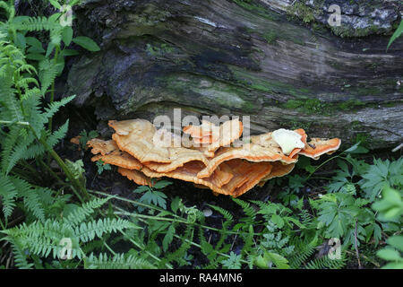 Krabbe - von - die - Holz, auch als Schwefel Schwefel polypore, Regal, und Hühnchen - von - die - Holz Stockfoto
