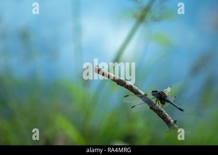 Exotische Libelle auf Niederlassung in der Nähe von Teich im Garten sitzen, TRrinidad und Tobago, exotische Abenteuer in der Karibik, Libelle im Dschungel ruht, klare Gree Stockfoto