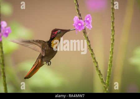 Ruby Topaz (Chrysolampis mosquitus) Neben violette Blume, Vogel im Flug schweben, Karibik Trinidad und Tobago, natürlicher Lebensraum, Kolibri mit Re Stockfoto