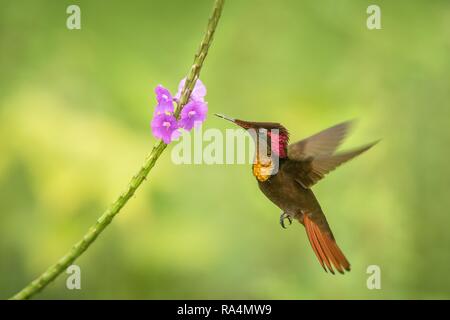 Ruby Topaz (Chrysolampis mosquitus) Neben violette Blume, Vogel im Flug schweben, Karibik Trinidad und Tobago, natürlicher Lebensraum, Kolibri mit Re Stockfoto
