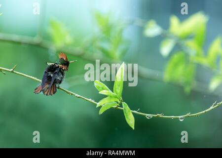 Getuftete Coquette (Lophornis ornatus) sitzen auf Zweig, Vogel aus Karibik tropischer Wald, Trinidad und Tobago, schöne bunte Hummingbird sitzen Stockfoto