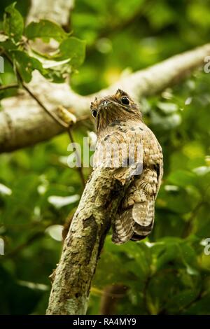 Urutau-tagschläfer, Nyctibius griseus, auf toten Zweig im Baum, Trinidad, tropischer Wald, getarnt Vogel mit großen gelben Augen, grüne Blätter im Hintergrund Stockfoto