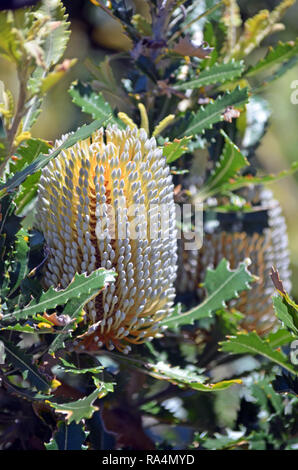 Australian native Alter Mann Banskia Blume, Banksia serrata, Royal National Park, Sydney, NSW, Australien. Stockfoto