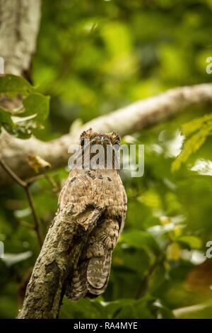 Urutau-tagschläfer, Nyctibius griseus, auf toten Zweig im Baum, Trinidad, tropischer Wald, getarnt Vogel mit großen gelben Augen, grüne Blätter im Hintergrund Stockfoto