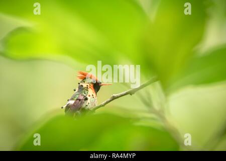 Getuftete Coquette (Lophornis ornatus) sitzen auf Zweig, Vogel aus Karibik tropischer Wald, Trinidad und Tobago, schöne bunte Hummingbird sitzen Stockfoto