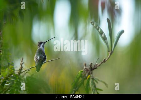 Lange-billed Starthroat sitzen auf Niederlassung in Garten, Palmen im Hintergrund, Vogel aus Karibik tropischer Wald, Trinidad und Tobago, schöne kleine Stockfoto