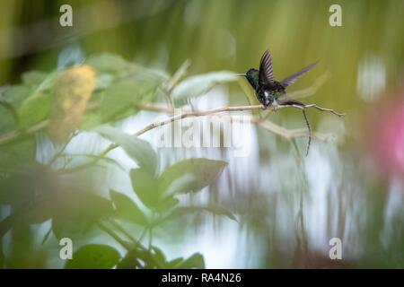 Hummingbird (Kupfer sitzen auf Zweig und Stretching seine Flügel, Vogel aus Karibik tropischer Wald, Trinidad und Tobago, beautifu-rumped Kolibri) Stockfoto