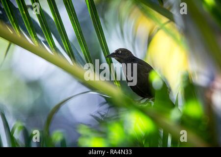 Carib Grackle sitzen auf Palme in Garten, Trinidad und Tobago, schwarzer Vogel auf Zweig, bunten und schönen Hintergrund, exotische Abenteuer Stockfoto