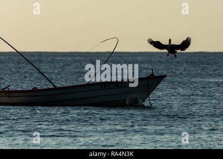 Brauner Pelikan, Pelecanus occidentalis Fliegen mit ausgestreckten Flügeln und Landung auf dem Boot der Fischer, Tobago Insel. Wildlife Szene aus Karibischen nat Stockfoto