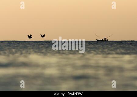 Brauner Pelikan, Pelecanus occidentalis Fliegen mit ausgestreckten Flügeln am Horizont zum Boot der Fischer, Tobago Insel. Karibische Natur, exotische Stockfoto