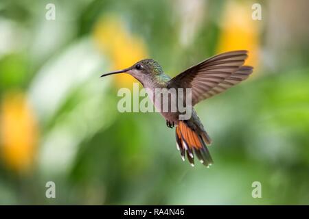 Black-throated Mango (Anthracothorax nigricollis) schwebt in der Luft, Karibik tropischer Wald, Trinidad und Tobago, Vogel auf bunten klar backgroun Stockfoto