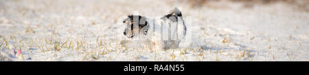 Jack Russell Terrier - niedlichen kleinen Hund läuft über verschneite Wiese im Winter Stockfoto