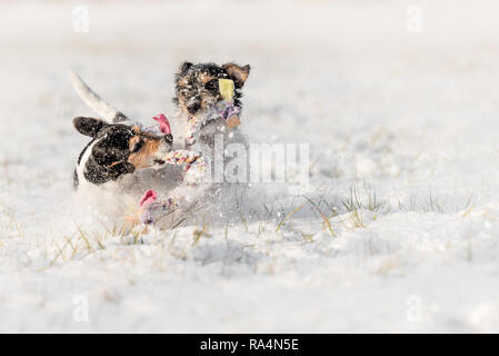 Zwei süße kleine Hunde sind im Schnee spielen mit einem Ball - Jack Russell Terrier Hund - Frisur gebrochen Stockfoto