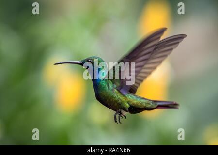 Black-throated Mango (Anthracothorax nigricollis) schwebt in der Luft, Karibik tropischer Wald, Trinidad und Tobago, Vogel auf bunten klar backgroun Stockfoto