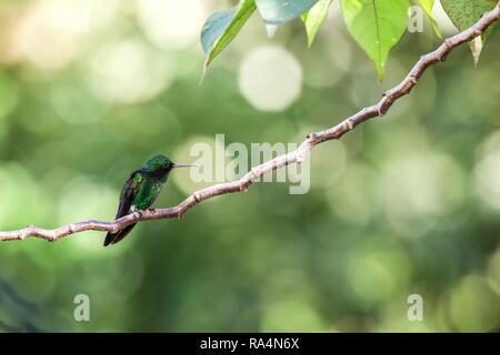 Hummingbird (Kupfer-rumped Kolibri auf Zweig), Vogel aus Karibik tropischer Wald, Trinidad und Tobago, schöne kleine Kolibri, Exoti Stockfoto