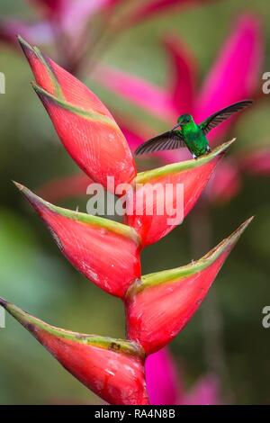 Hummingbird (Kupfer - sitzen und trinken Nektar aus seinen Favoriten rote Blume rumped Kolibri). Süße kleine Vogel hocken auf großen Blume, grün Hinterg Stockfoto