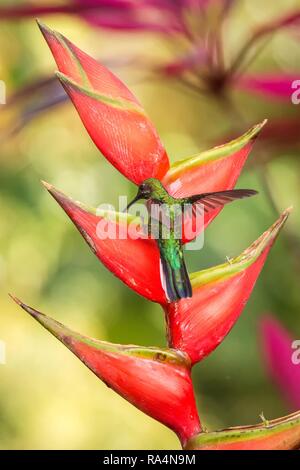 Kolibri (White-tailed sabrewing) sitzen und trinken Nektar aus seinen Favoriten rote Blume. Süße kleine Vogel hocken auf großen Blume, Grün backgrou Stockfoto