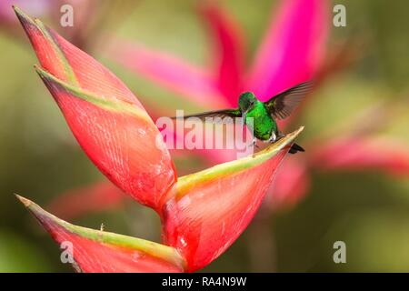 Hummingbird (Kupfer-rumped Kolibri) Landung auf rote Blume. grüner Hintergrund, Vogel mit ausgebreiteten Flügeln, exotische Abenteuer in der Karibik Stockfoto