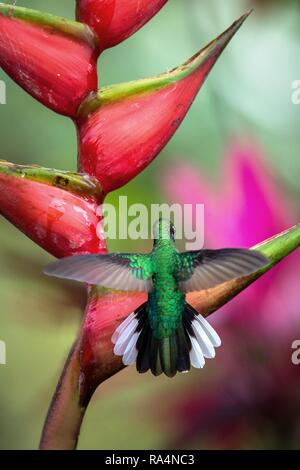 White-tailed sabrewing sitzen auf rote Blume, Karibik tropischer Wald, Trinidad und Tobago, natürlicher Lebensraum, schöne Kolibri Nektar saugen, Col Stockfoto