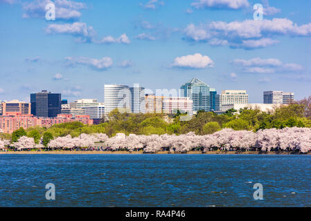 Washington DC, USA im Frühjahr Saison am Tidal Basin mit dem Rossyln Geschäftsviertel Skyline im Hintergrund. Stockfoto