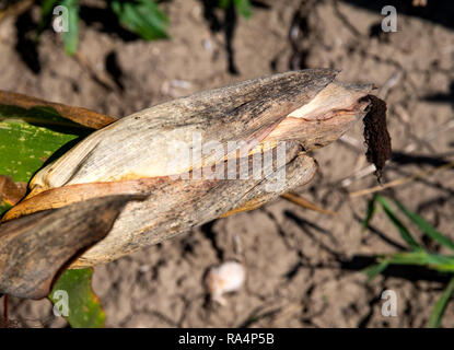 Getrockneter Mais nach der Dürre Stockfoto