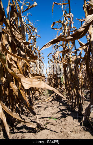 Reifen Mais im Feld. Bereich der Mais. Ernte im Herbst. Stockfoto